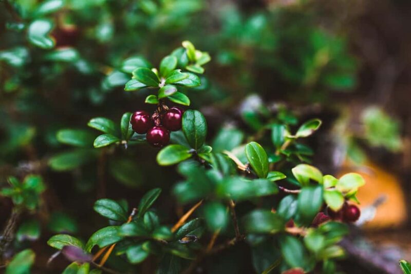 Rovaniemi: Insider Berry and Mushroom Picking & Pancakes - The Cozy Fireplace Experience and Tasting