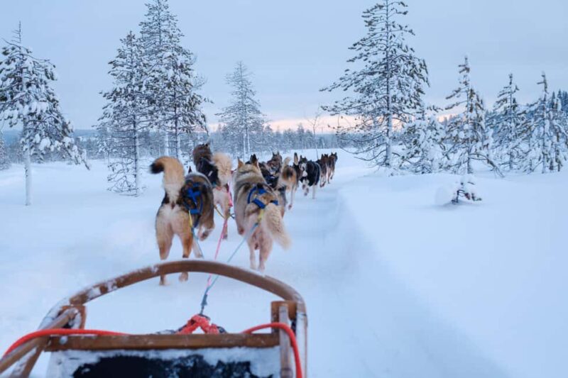 Rovaniemi: Lapland Wilderness Husky Safari 7,5 km - Introduction to the Lapland Wilderness Husky Safari