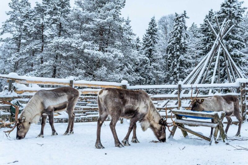 Rovaniemi: Local Reindeer Farm Visit with Sleigh Ride - Key Points