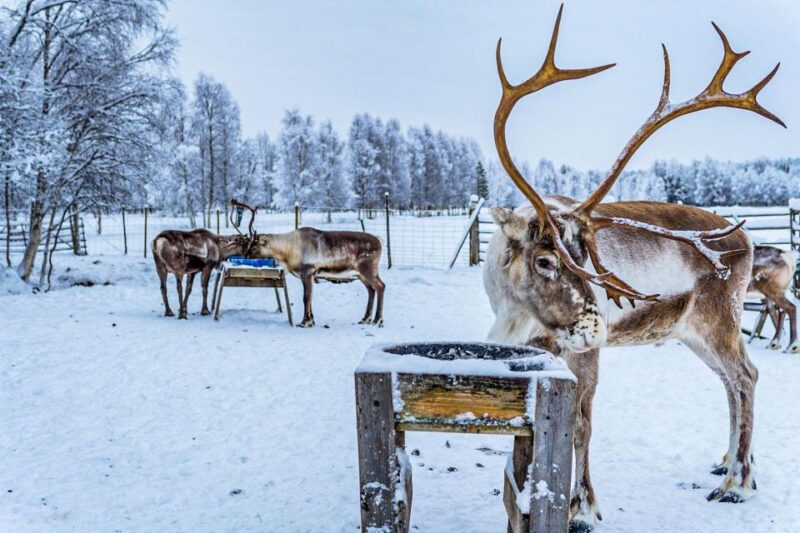 Rovaniemi: Local Reindeer Farm Visit with Sleigh Ride - Scenic 2-km Reindeer-Pulled Sleigh Ride