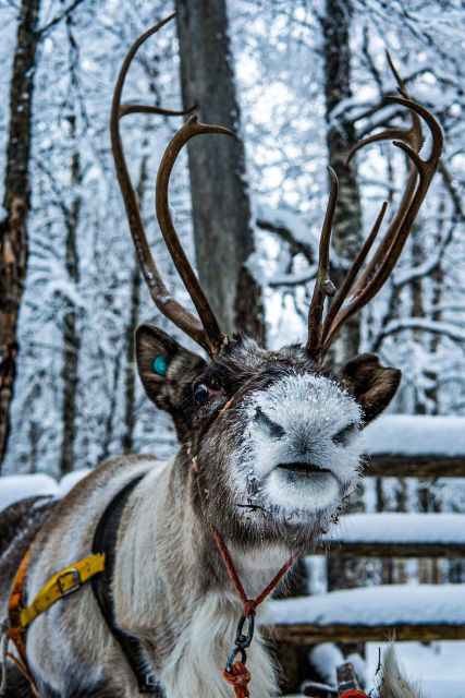 Rovaniemi: Local Reindeer Farm Visit with Sleigh Ride - Traditional Snacks and Warm Hospitality