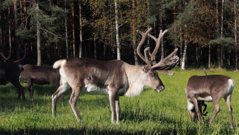 Rovaniemi: Meet & Feed Reindeer at a 200-Year-Old Farm - Visiting a 200-Year-Old Family-Run Reindeer Farm in Rovaniemi