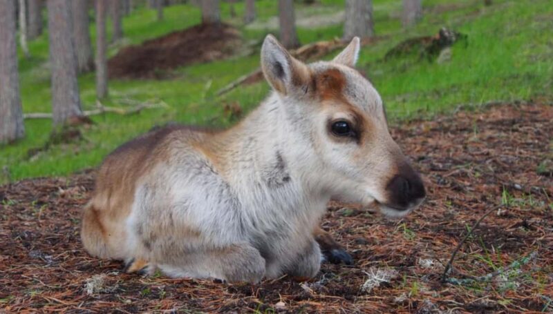 Rovaniemi: Meet & Feed Reindeer at a 200-Year-Old Farm - Learning Reindeer Herding Traditions in Lapland