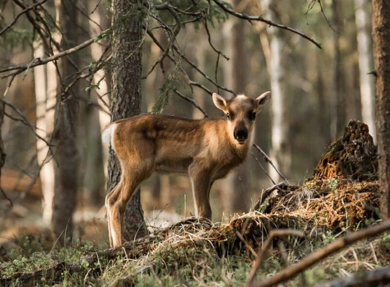Rovaniemi: Meet & Feed Reindeer at a 200-Year-Old Farm - Exploring Modern Transport in the Arctic Landscape