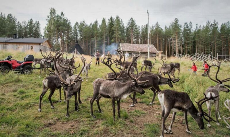 Rovaniemi: Meet & Feed Reindeer at a 200-Year-Old Farm - Practical Tips for the Reindeer Farm Visit