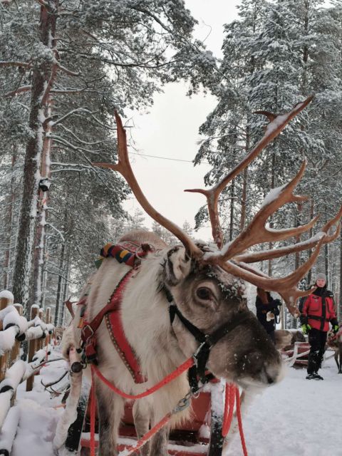 Rovaniemi: Meet Santa Claus, Reindeer Sleigh Ride & Huskies - Practicalities and Comfort