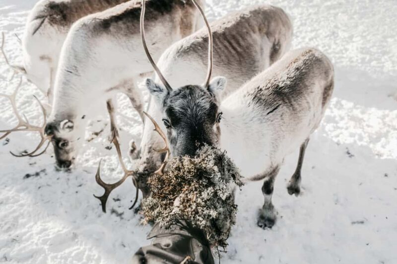 Rovaniemi: Meet Santa's Favorite Reindeer - Santas Elf-Guided Minibus Journey to the Reindeer Farm