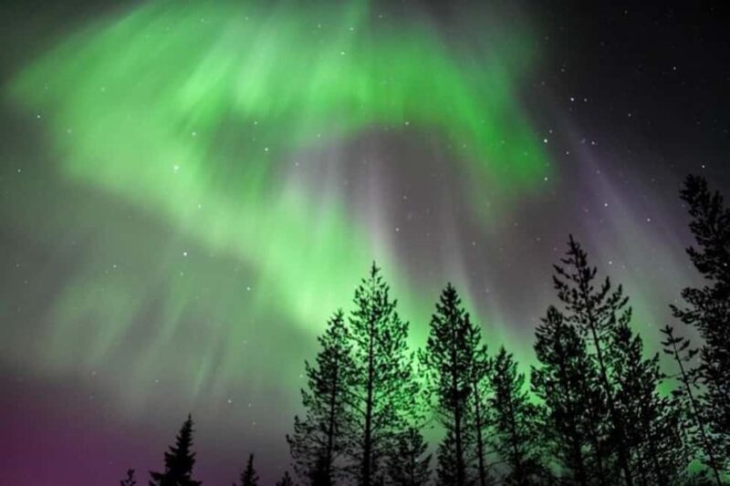 Rovaniemi: New Year's Eve Special Aurora Safari - Rovaniemi’s Forest Location: The Heart of the Aurora Experience