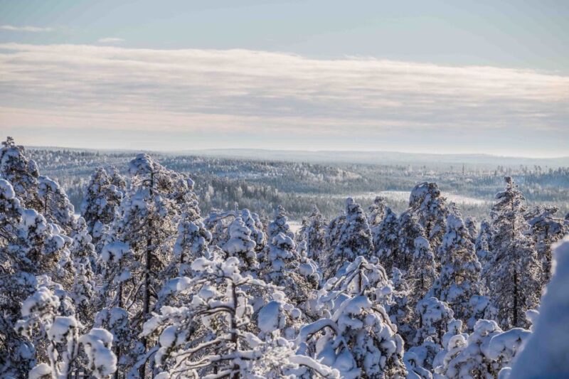 Rovaniemi: Nordic Forest Wilderness Adventure - The Unique Appeal of the Arctic Fells and Panoramic Views