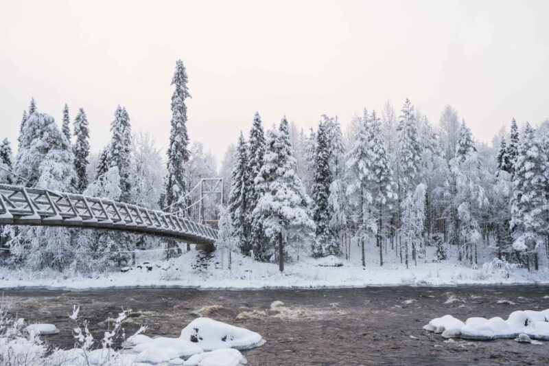 Rovaniemi: Nordic Forest Wilderness Adventure - Who Will Love This Wilderness Photography Tour