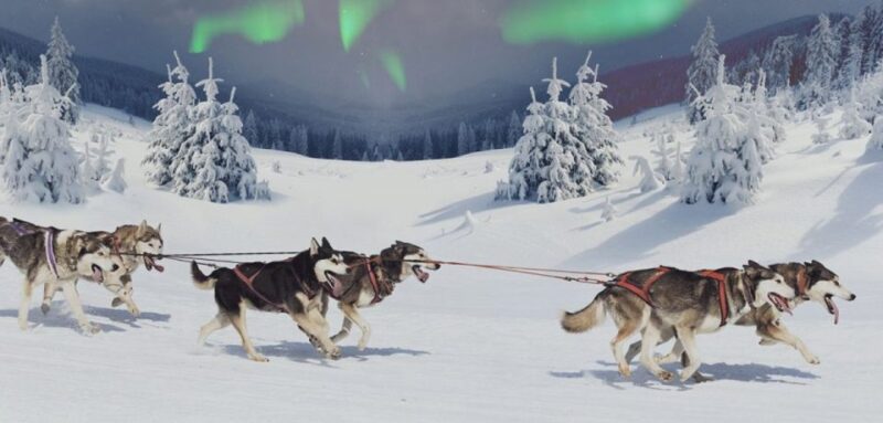 Rovaniemi: Northern Lights and Husky Sleigh Ride - Key Points