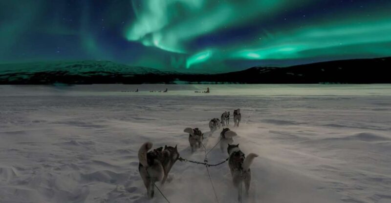 Rovaniemi: Northern Lights and Husky Sleigh Ride - Comparing Value and Experience