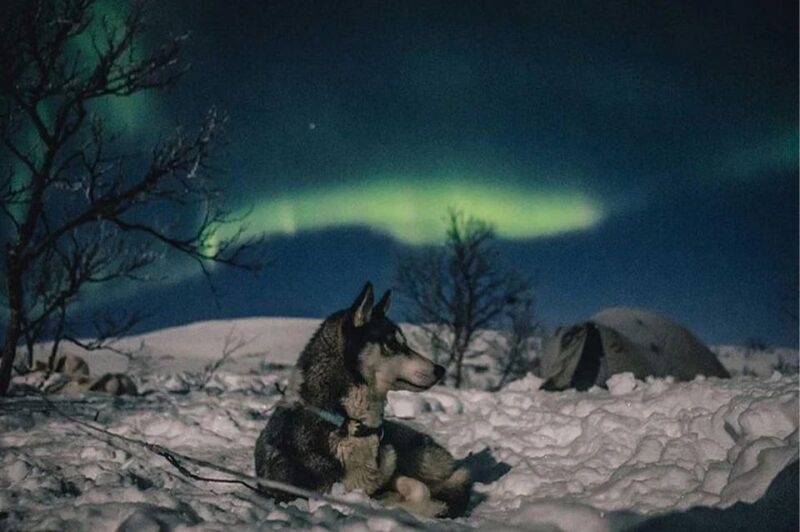 Rovaniemi: Northern Lights and Husky Sleigh Ride - Who Will Enjoy This Tour?