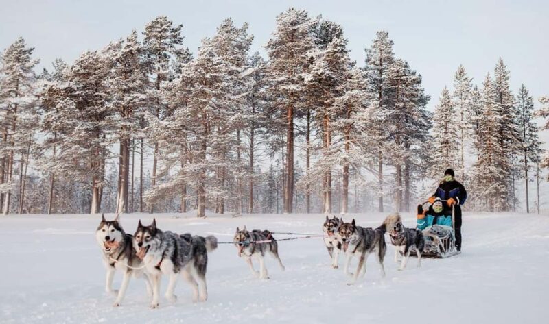 Rovaniemi: One Hour Husky Experience - Key Points
