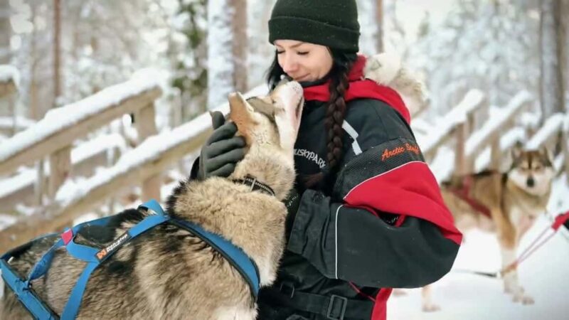 Rovaniemi: One Hour Husky Trip with hotel pick up - Interacting with the Majestic Huskies