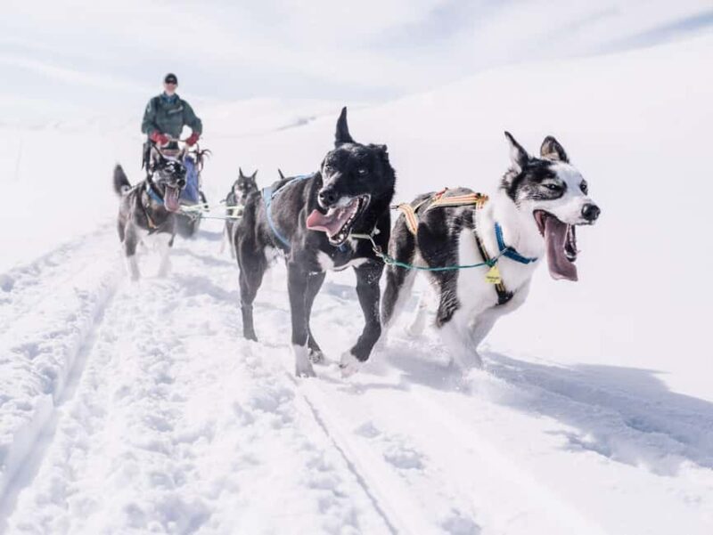 Rovaniemi: One Hour Husky Trip with hotel pick up - Comparing Similar Husky Tours Near Rovaniemi