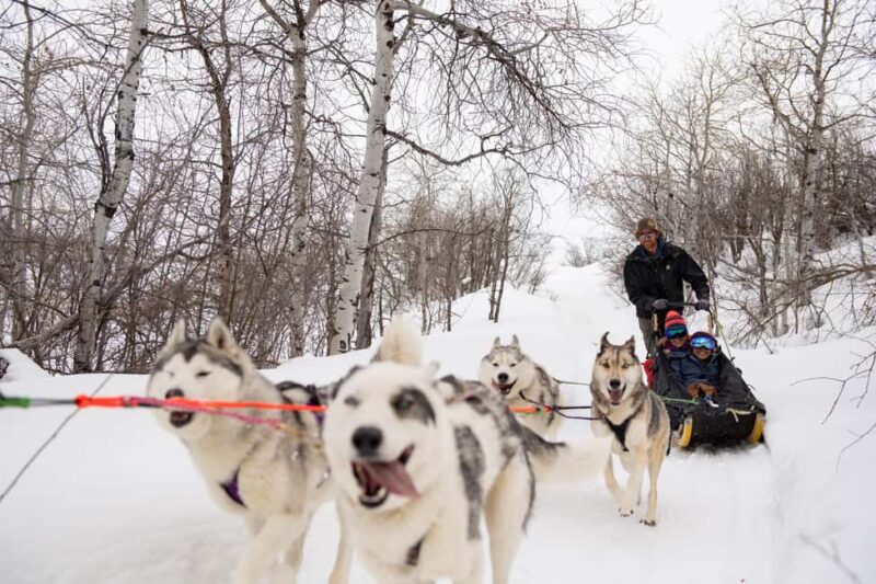 Rovaniemi: One Hour Husky Trip with hotel pick up - Who Should Consider This Tour