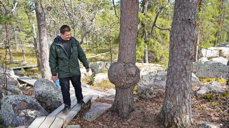 Rovaniemi: Övertorneå and Aavasaksa Hill. History and Nature - Scenic Drive Along the Torne and Tengeliö Rivers
