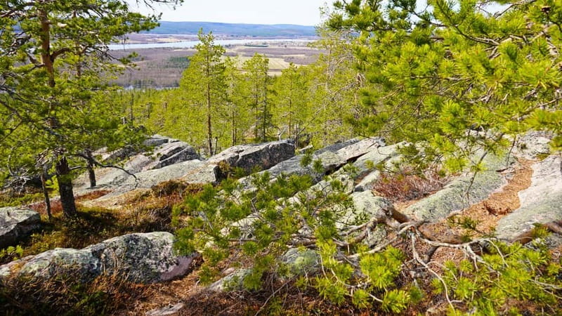 Rovaniemi: Övertorneå and Aavasaksa Hill. History and Nature - Final Thoughts on the Rovaniemi: Övertorneå and Aavasaksa Hill Tour