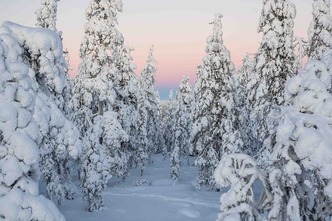 Rovaniemi photography tour - Meeting Points, Logistics, and Flexibility