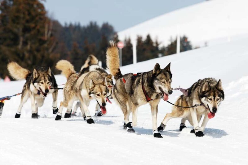 Rovaniemi: Private Husky Safari  Husky Ride & Hot Drinks - Key Points