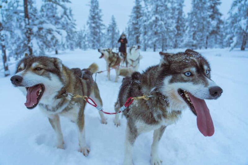 Rovaniemi: Private Husky Safari  Husky Ride & Hot Drinks - Choosing Between the 2.5 km and 5 km Sled Routes