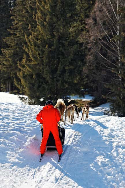 Rovaniemi: Private Husky Safari  Husky Ride & Hot Drinks - Who Will Appreciate This Tour Most