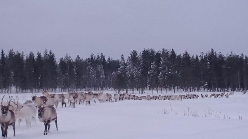 Rovaniemi: Private reindeer farm visit & culture experience - Key Points