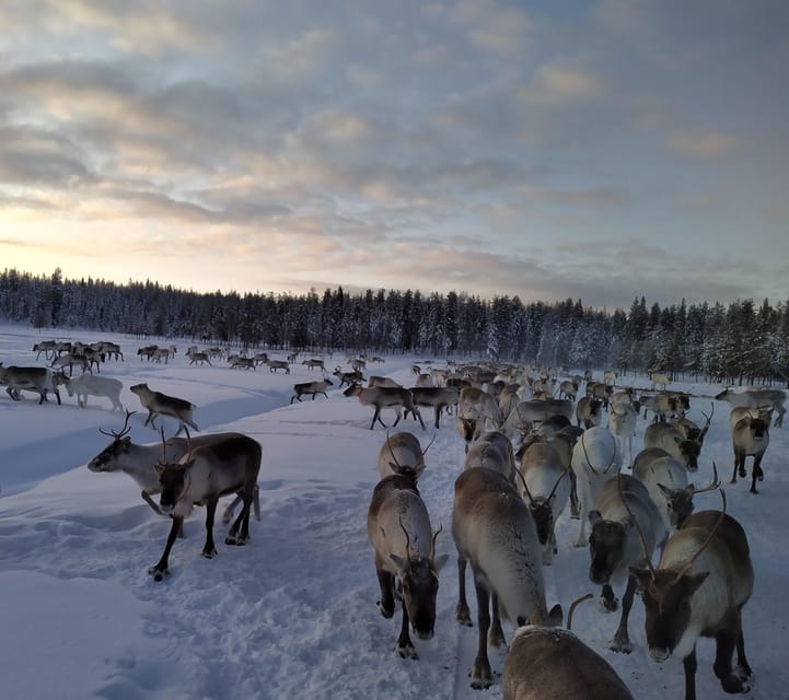 Rovaniemi: Private reindeer farm visit & culture experience - Engaging Reindeer Activities and Cultural Insights