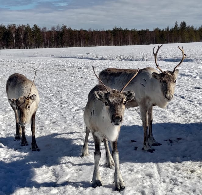Rovaniemi: Private reindeer farm visit & culture experience - Logistics and Group Size