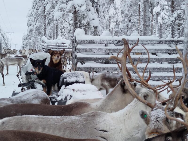 Rovaniemi: Private reindeer farm visit & culture experience - Value and Booking Flexibility