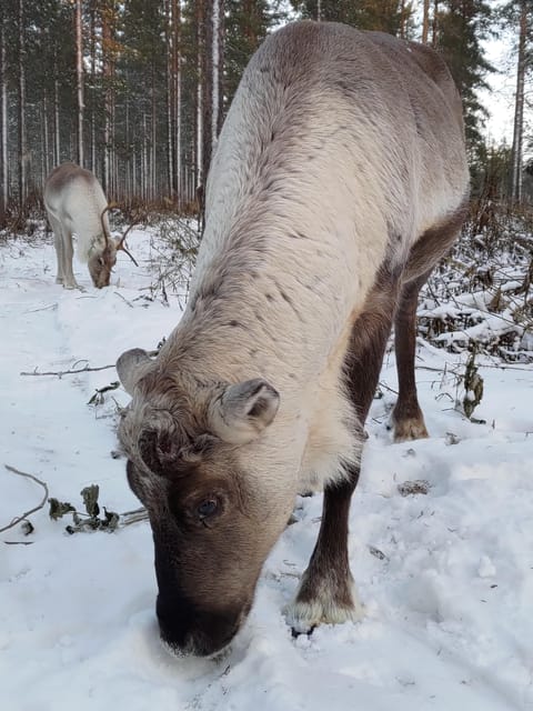 Rovaniemi: Private reindeer farm visit & culture experience - Limitations to Consider