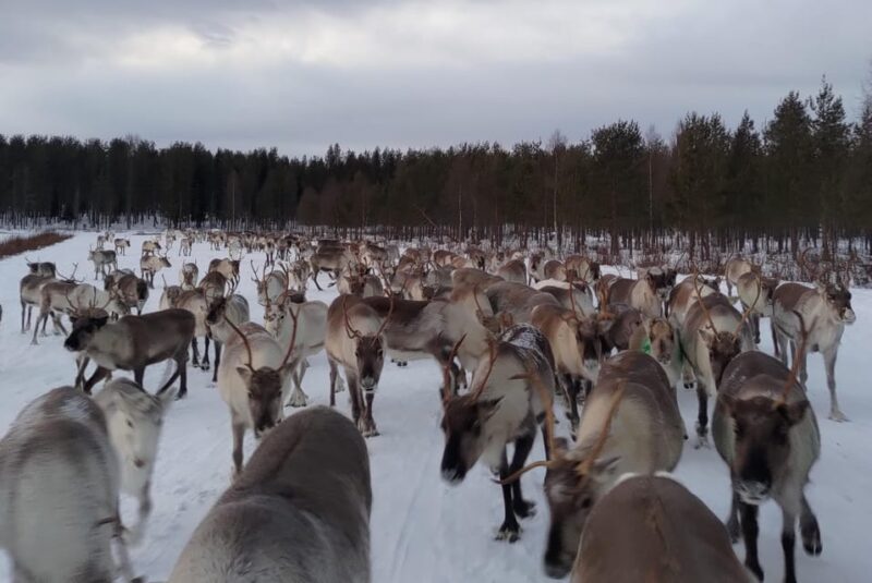 Rovaniemi: Private reindeer farm visit & culture experience - Final Thoughts on the Reindeer Farm Experience