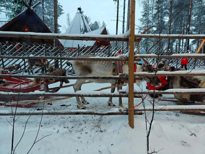 Rovaniemi: Private Reindeer Visit & 2.55 km Sleigh Ride - Key Points