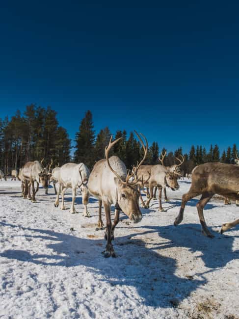 Rovaniemi: Private Reindeer Visit & 2.55 km Sleigh Ride - Location and Meeting Points in Rovaniemi
