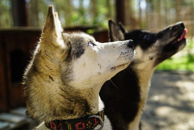 Rovaniemi: Quad Bike Safari, Reindeer & Husky Farm Visit - ATV Adventure in the Arctic Forests