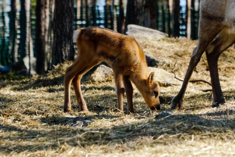 Rovaniemi: Quad Bike Safari, Reindeer & Husky Farm Visit - Value and Booking Flexibility