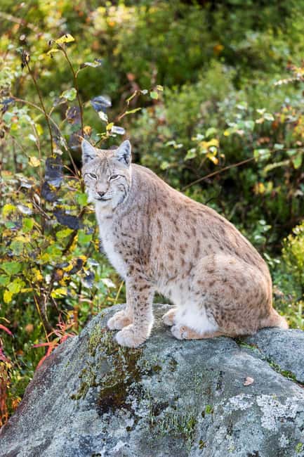 Rovaniemi: Ranua Wildlife Park Day Trip - A 5-Hour Arctic Wildlife Encounter in Lapland