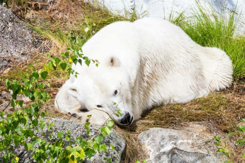 Rovaniemi: Ranua Wildlife Park Day Trip - Comparing to Similar Arctic Experiences