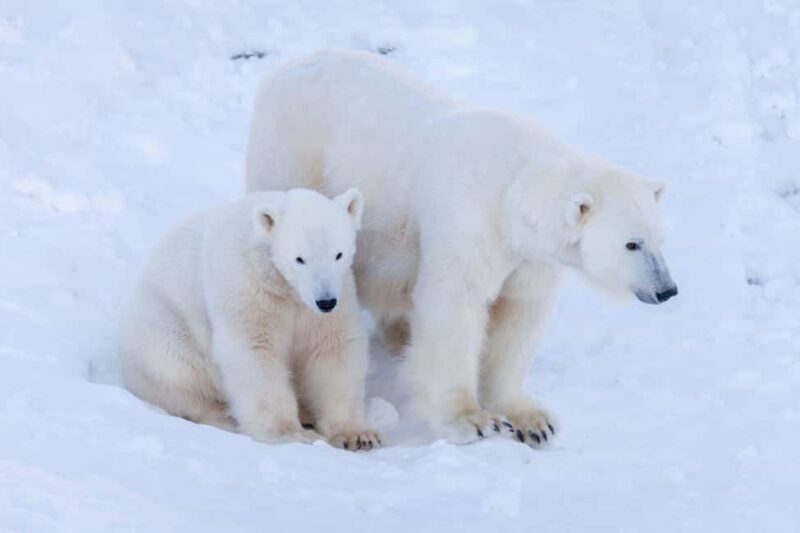 Rovaniemi: Ranua Wildlife Park guided tour with Pro Photos - Explore Arctic Wildlife and Capture Stunning Photos at Ranua Wildlife Park