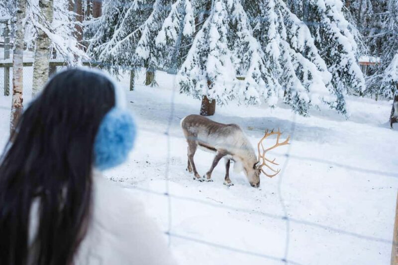 Rovaniemi: Ranua Wildlife Park guided tour with Pro Photos - How the Guide Enhances the Wildlife Encounter