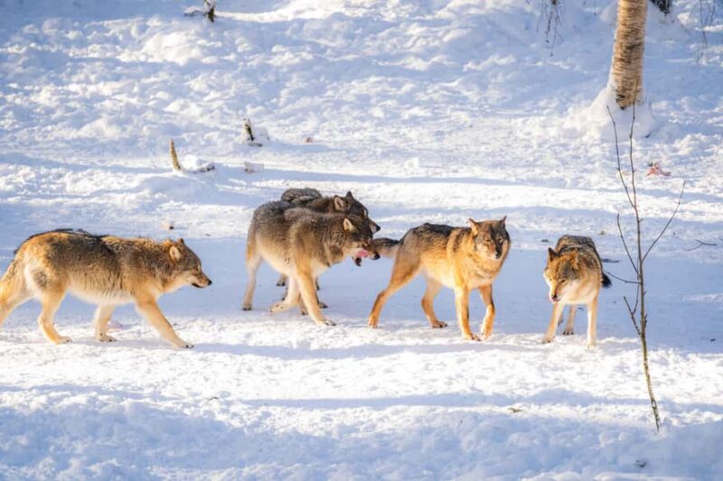 Rovaniemi: Ranua Wildlife Park guided tour with Pro Photos - Shopping for Local Delicacies and Souvenirs