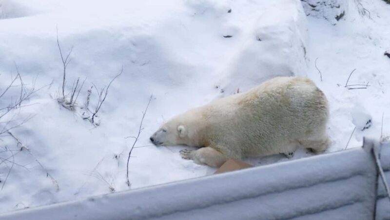 Rovaniemi: Ranua Wildlife Park Tour with Photos & Guide - Key Points