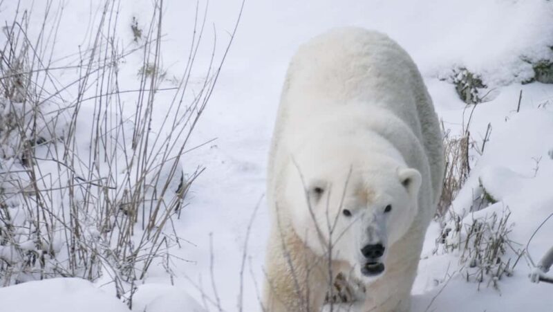 Rovaniemi: Ranua Wildlife Park Tour with Photos & Guide - The Expertise of Guide Timo Tapaninen