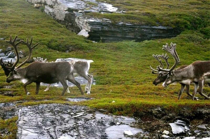 Rovaniemi: Ranua Zoo Entry Ticket with BBQ Picnic - Exploring Ranua Zoo: The Arctics Only Wildlife Park