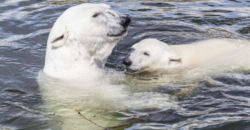 Rovaniemi: Ranua Zoo Entry Ticket with BBQ Picnic - Value and Overall Experience