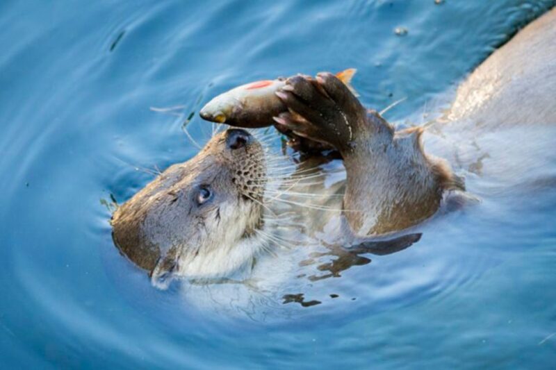 Rovaniemi: Ranua Zoo Ticket with Walking Tour and Lunch - Discover Arctic Wildlife in Lapland’s Ranua Zoo