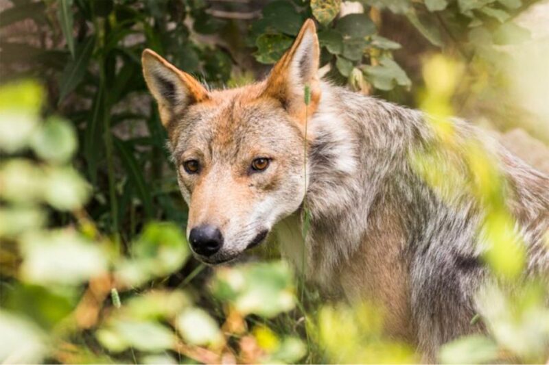 Rovaniemi: Ranua Zoo Ticket with Walking Tour and Lunch - Shopping at the Fazer Chocolate Shop