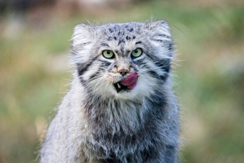 Rovaniemi: Ranua Zoo Ticket with Walking Tour and Lunch - Timing, Crowd Levels, and Flexibility