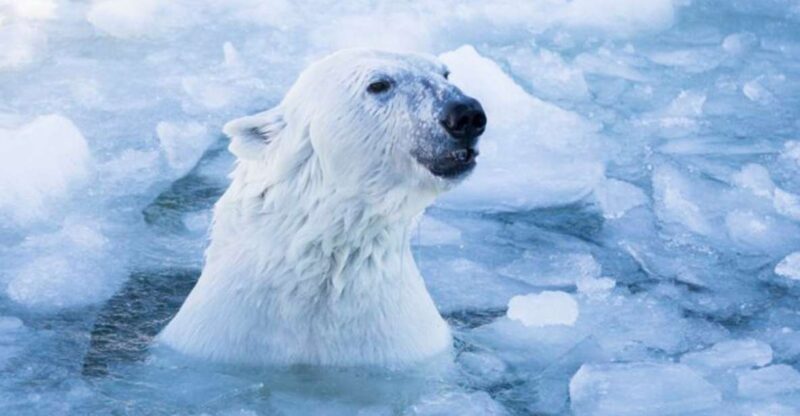 Rovaniemi: Ranua Zoo Ticket with Walking Tour and Lunch - Comparing This Tour to Similar Arctic Wildlife Experiences